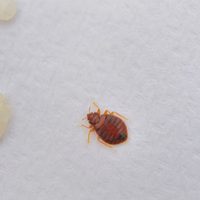Una plaga de chinches invade París, sede de los Juegos Olímpicos 2024