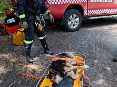 Atropellaron a un perro y lo arrojaron por un barranco en Lago Espejo