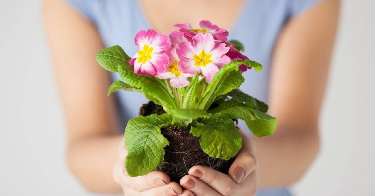 Plantas. Fuente: (Verdecora)