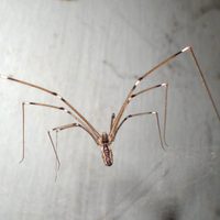 No mates a la araña patas largas: el misterioso significado de verla dentro de casa
