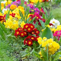 Con 3 ingredientes: el truco para que la tierra de tus plantas no quede compacta y para que se llenen de flores frondosas