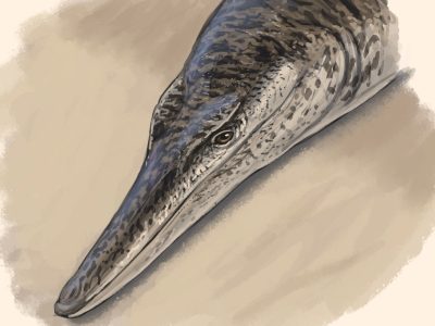 Enalioetes, una nueva especie de cocodrilo marino antiguo