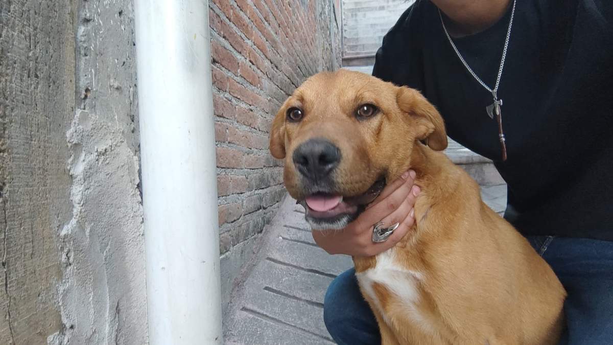 Perro rescatado