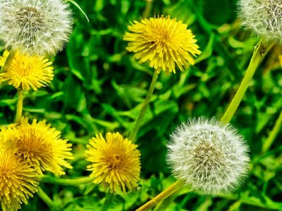 No las arranques: 3 plantas que crecen como yuyo en tu jardín y que son un tesoro para la salud