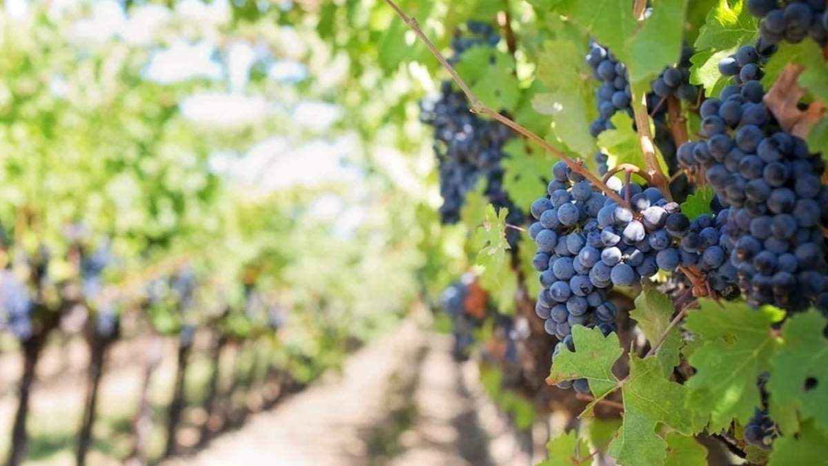 El 81% de las bodegas turísticas en Mendoza son micro y pequeñas, muchas de ellas de gestión familiar
