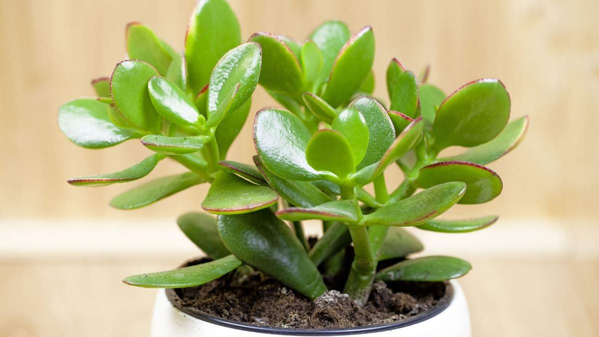 Plantas. Fuente: (Instagram)