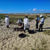 Detienen a integrantes de empresa contratada por SpaceX en Playa Bagdad por falta de permisos