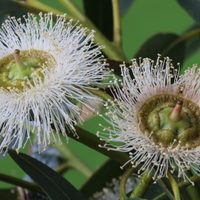 Una aliada natural: la planta fácil de cuidar que esconde en sus flores increíbles propiedades para tu salud