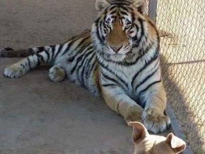 Policía busca tigre robado en Sonora