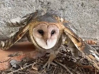 Rescataron una lechuza herida en Aluminé y le implantaron plumas para que pueda volar