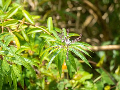 La poderosa planta que ayuda a combatir la tristeza y la depresión y que podés cultivar muy fácilmente en casa