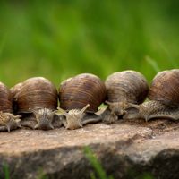 Curiosidades sobre los caracoles: el enemigo silencioso de las plantas de tu jardín que puede vivir muchos años