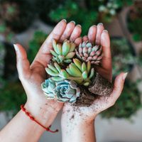 Plantas: la suculenta que te va a enamorar por su color y por ser una planta colgante muy frondosa