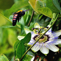 La planta que crece en casi todos los jardines y que puede ser muy valiosa