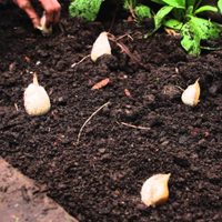 El truco de los jardineros para cultivar ajo en maceta y sin semillas: tomá nota