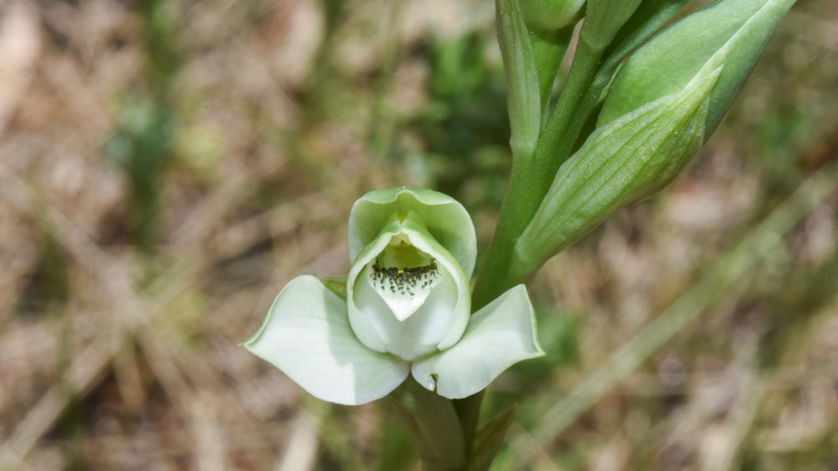 Orquídea de talar. Fuente: (Instagram)