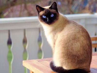 Curiosidades del Siamés: el gato más inteligente y cariñoso que todos quieren como mascota