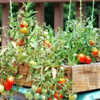 No compres más y germiná tus propios tomates en maceta con este increíble truco