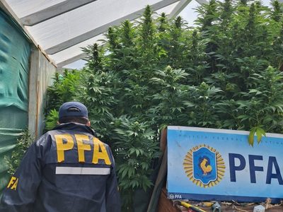 Allanaron un centro de producción y distribución de marihuana en Villa Traful