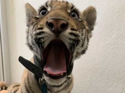 Policías de Neza detienen a joven con un cachorro de tigre de Bengala