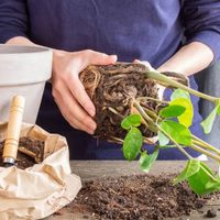 5 señales de que tu planta necesita un trasplante urgente de maceta