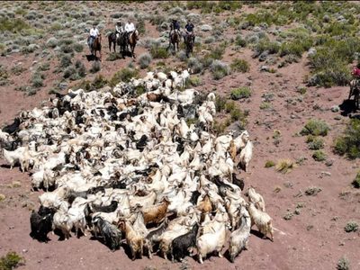 Más de mil crianceros de Nequén comienzan a trasladar sus animales hacia las zonas de veranada