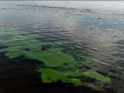 Alerta roja en Neuquén por cianobacterias en zonas permitidas de lagos artificiales