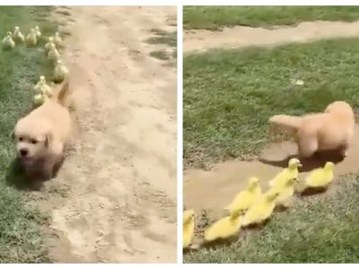 Video viral: patitos siguen a cachorro golden retriever como si fuera su mamá