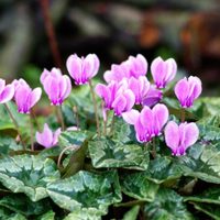 Las plantas de pocos cuidados que las abuelas usaban para decorar el jardín en invierno