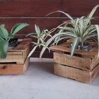 Con solo 1 caja y 2 espátulas de madera que no uses: creá esta maceta para suculentas, rústica y muy original