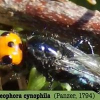 Mosca "quebrantahuesos" es vista en Francia; se creía extinta hace más de un siglo