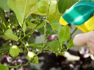 Decile adiós a los hongos de tus plantas usando solo 2 ingredientes y este truco que jamás falla