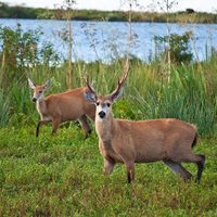 Un clásico de Corrientes: Esteros del Iberá, una visita obligada si te gusta la naturaleza