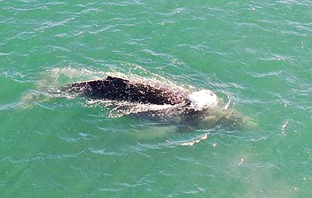 Ballena jorobada en Las Grutas. Fuente: (Instagram)
