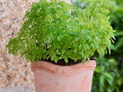5 plantas medicinales que son muy fáciles de cuidar y tienen muchos beneficios