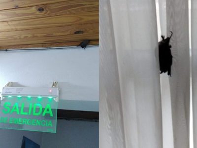 Lo que faltaba: una plaga de murciélagos invadió el Registro Civil de Centenario