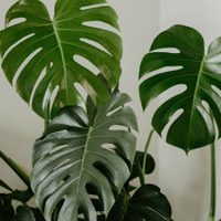 Cómo propagar tu Monstera o "Sandalia" de forma fácil y que se desarrolle hermosa y rápidamente