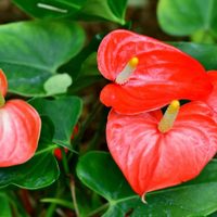 La planta de moda: propagá tu Anturio y llená tu casa de hermosas flores con esta técnica sencilla y efectiva