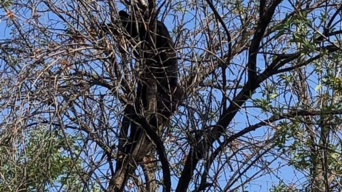 El animal estaba en el campo Mederos de la UANL