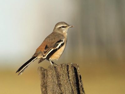 Curiosidades de la Calandria Real: el ave caminadora que se destaca por su canto y que puede imitar a otras aves