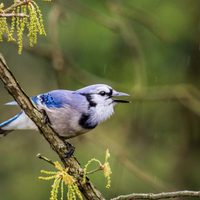 Ni gaviota ni cuervo: el ave de peculiar plumaje que desconcierta con su canto inusual