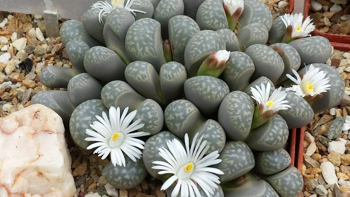 Cactus piedra. Fuente: (Twitter)