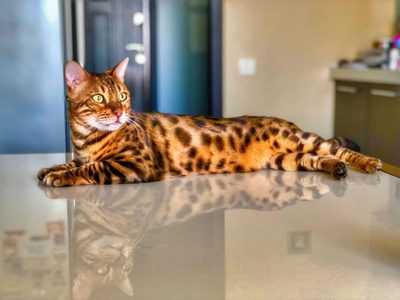 Curiosidades sobre el Bengalí, el llamativo gato que parece un leopardo y que ama el agua