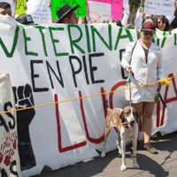 Alumnas de Veterinaria marchan en rechazo a la reelección del director