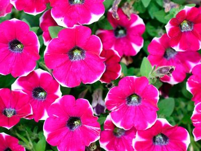 Si tenés jardines mitad sombra mitad sol, estas son las plantas más resistentes para tener