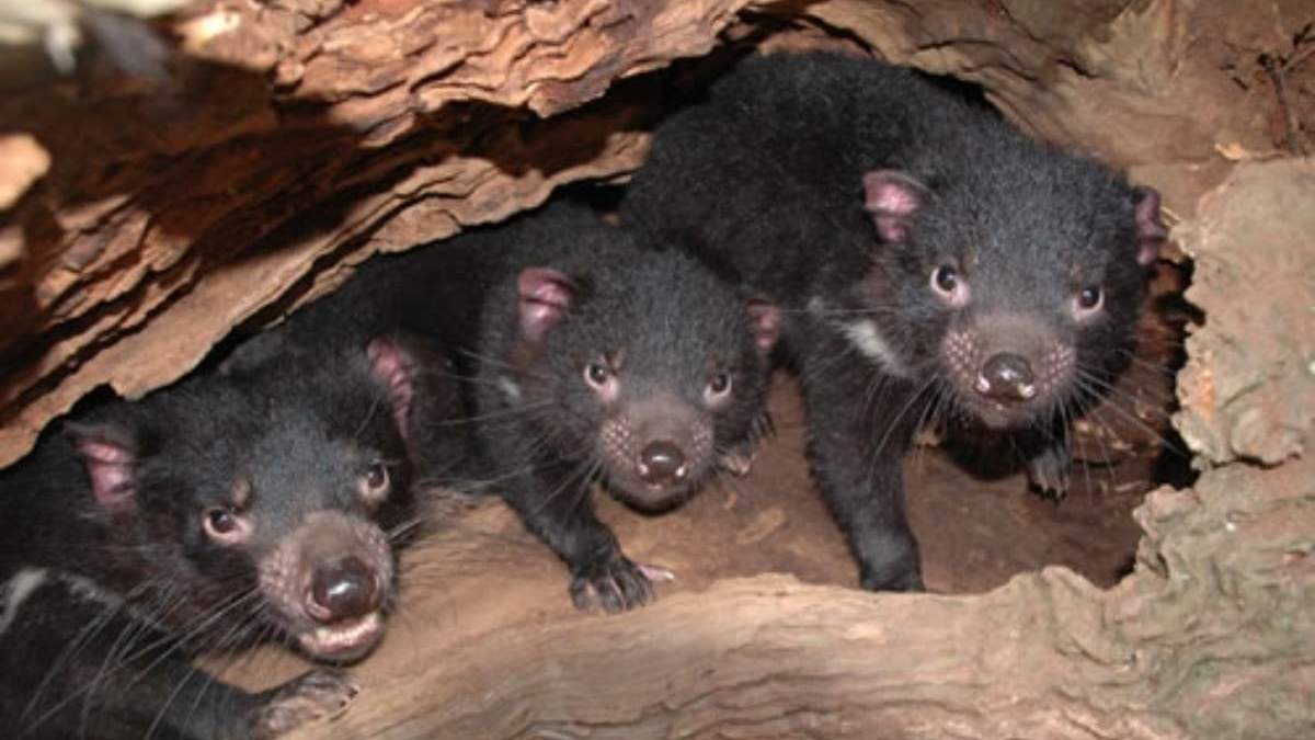 Cachorros demonios de Tasmania