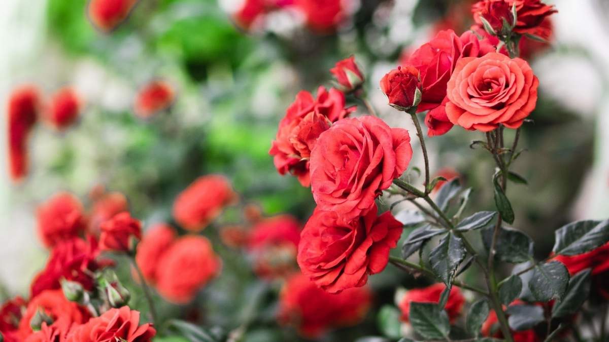 Rosas. Fuente: (Instagram)