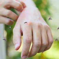 El repelente está carísimo: la planta que está en tu jardín y con la que podés ahuyentar los mosquitos