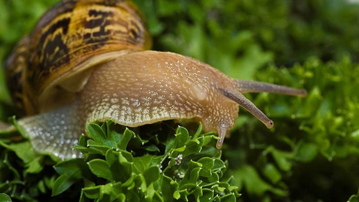 Cómo ahuyentar caracoles de tu jardín. Fuente: (X)