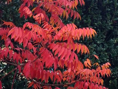 El arbusto mágico cuyas hojas parecen llamas de fuego y le dan a tu jardín un color increíble